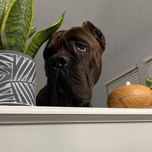 Meet your Posher, Robert